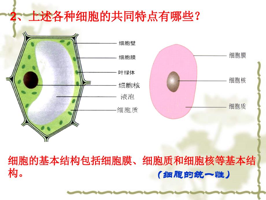 【生物】12细胞的多样性与统一性课件1（人教版必修1）_第4页