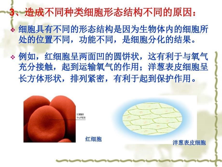 【生物】12细胞的多样性与统一性课件1（人教版必修1）_第5页