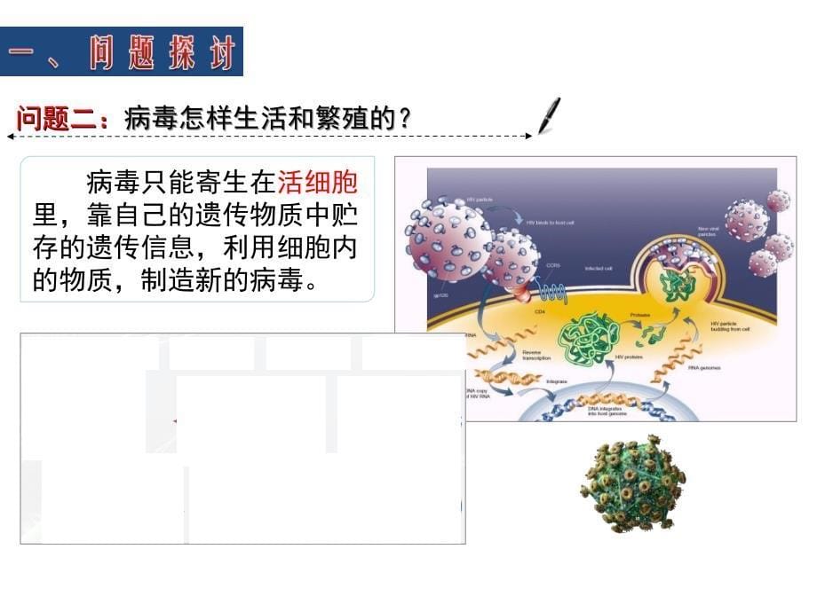 培训资料从生物圈到细胞_第5页