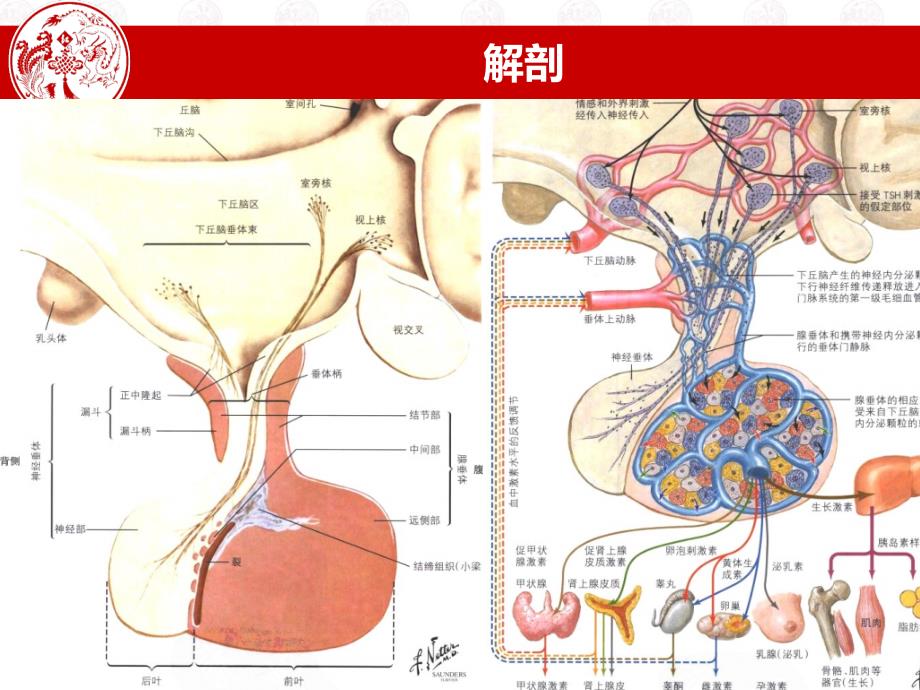 垂体微腺瘤课件_第3页