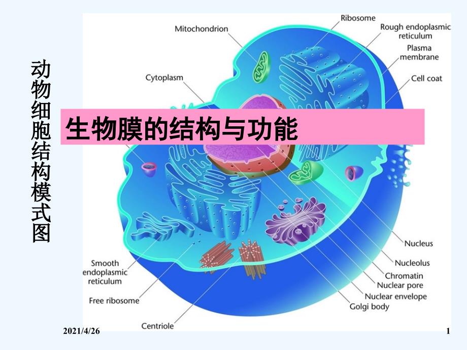 生物膜的结构与功能_第1页