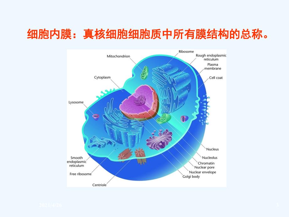 生物膜的结构与功能_第3页