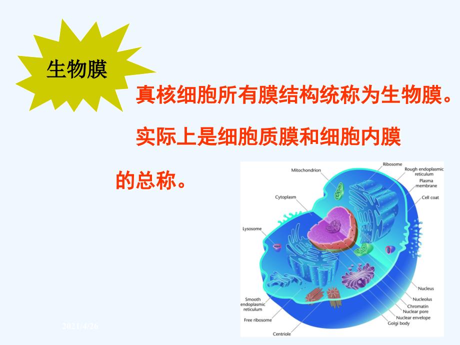 生物膜的结构与功能_第4页