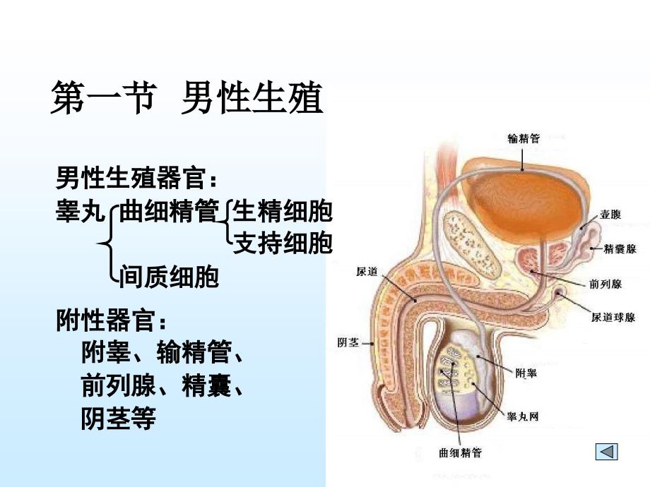 第十二部分生殖教学课件_第3页