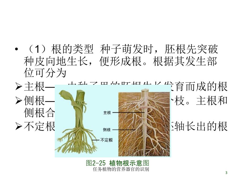 任务植物的营养器官的识别课件_第3页