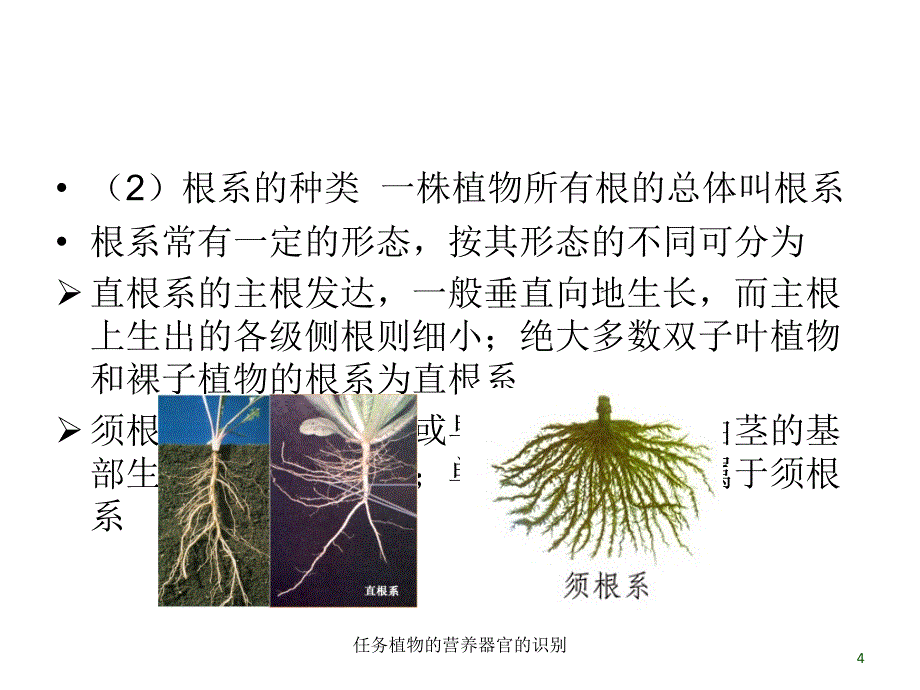 任务植物的营养器官的识别课件_第4页