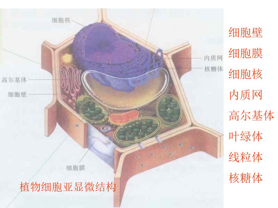 第三章第二节细胞的类型和结构细胞核_第3页