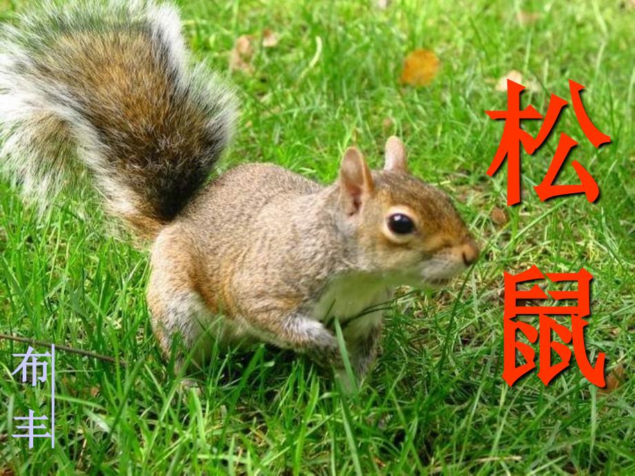 10松鼠课件2_第1页