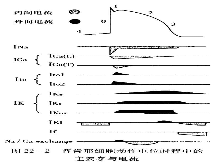 心律失常的电生理机制课件_第5页
