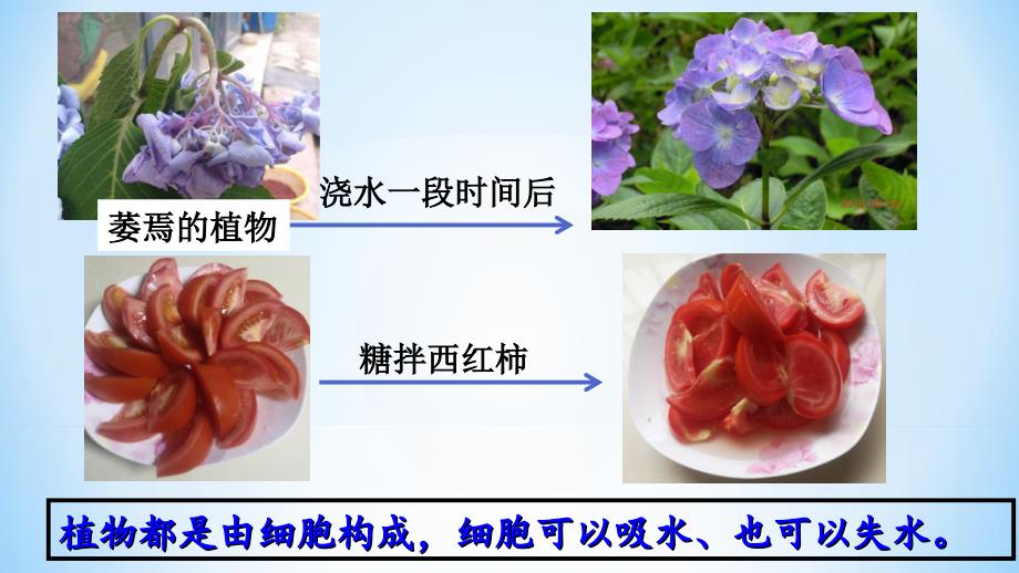 5-3 吸收作用——植物细胞的吸水与失水_第3页