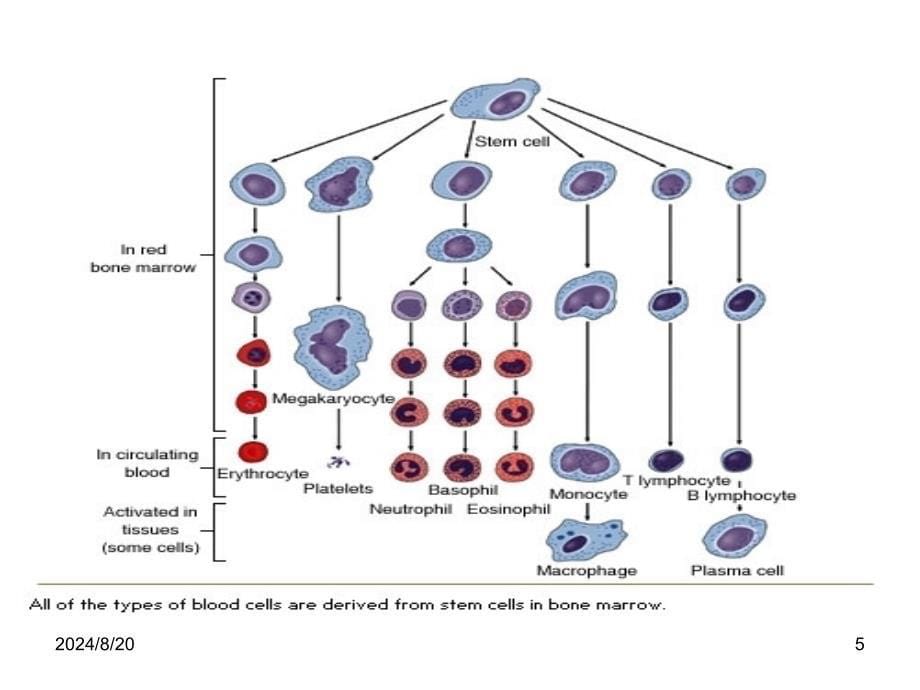 第二节血细胞及其功能_第5页