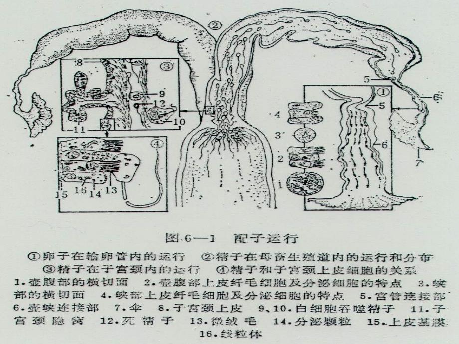 家畜繁殖学 第5章 受精、妊娠与分娩_第4页