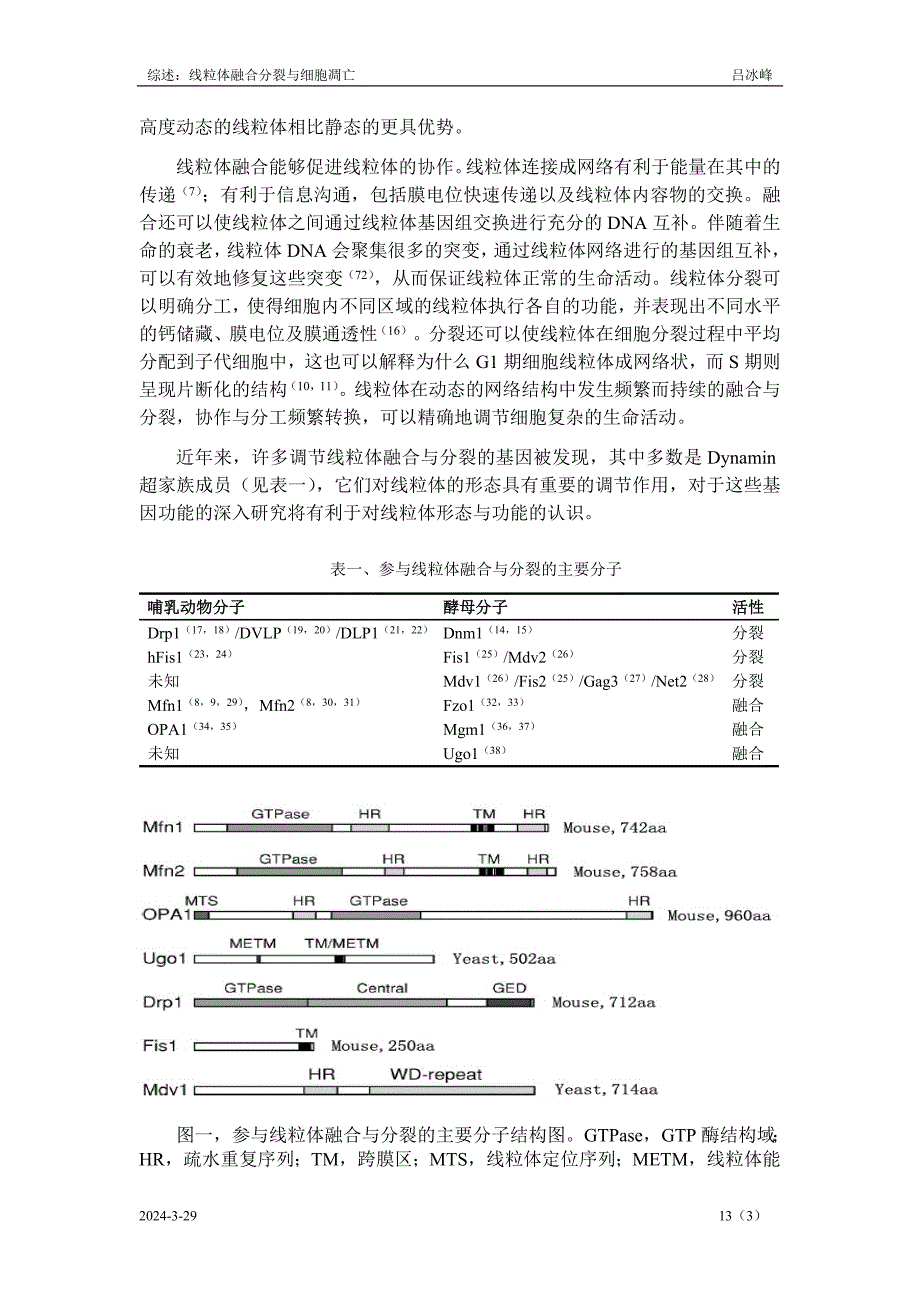 综述线粒体融合分裂与细胞凋亡doc_第3页