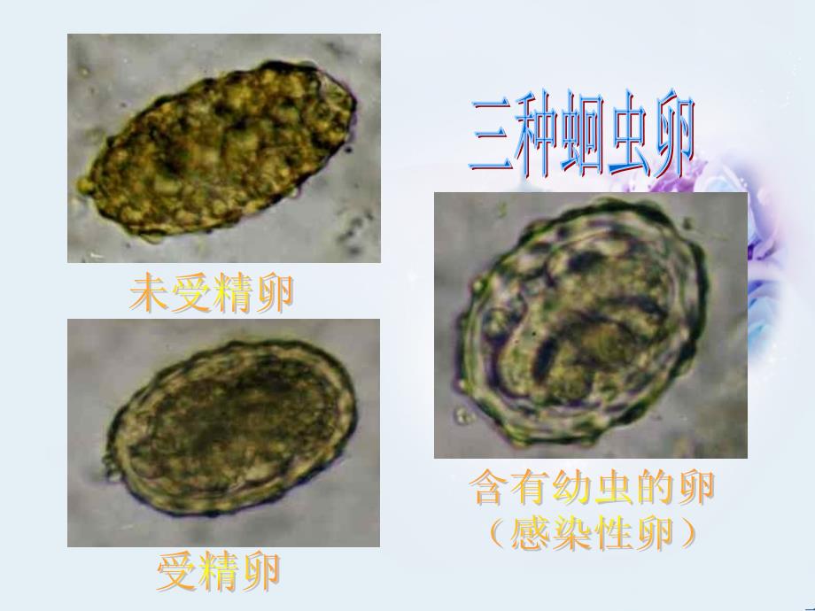 寄生虫PPT教学课件_第3页