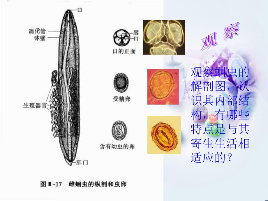 寄生虫PPT教学课件_第4页