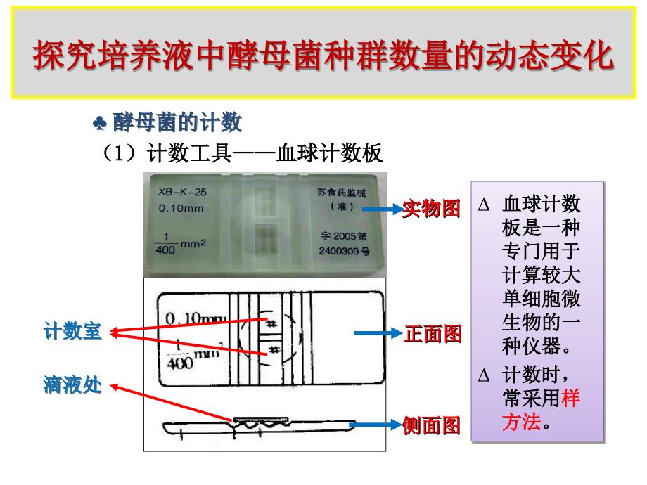 探究培养液中酵母菌种群数量的动态变化.ppt_第3页