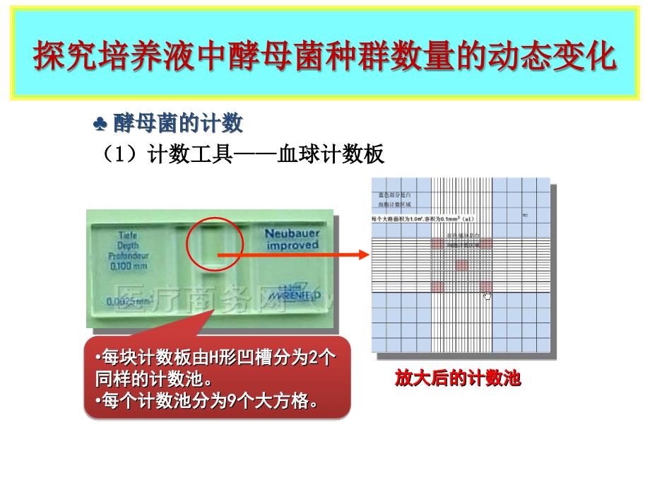 探究培养液中酵母菌种群数量的动态变化.ppt_第4页