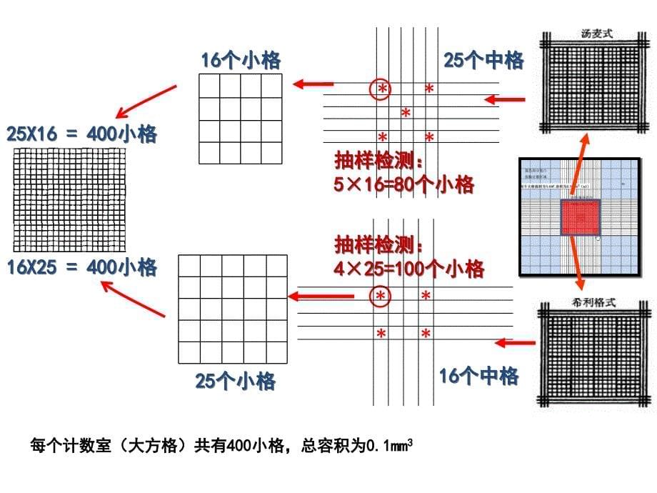 探究培养液中酵母菌种群数量的动态变化.ppt_第5页