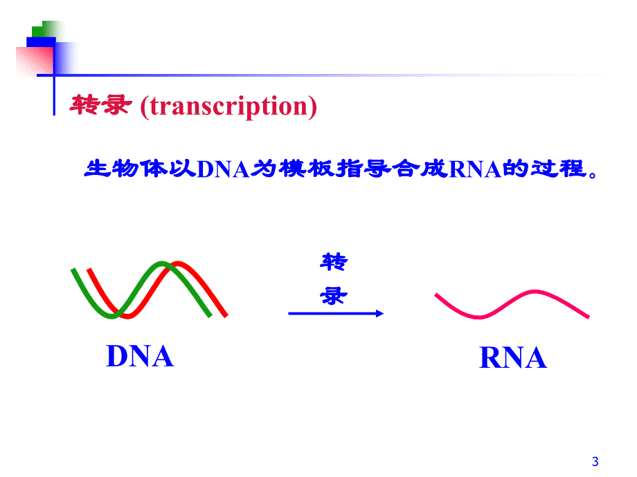 第11章 RNA的生物合成 转录_第3页