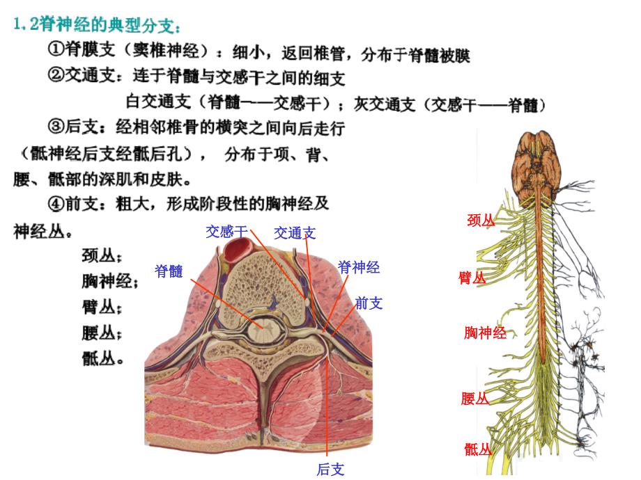 神经解剖学-脊神经课件_第4页