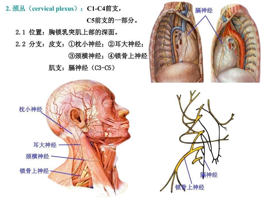 神经解剖学-脊神经课件_第5页