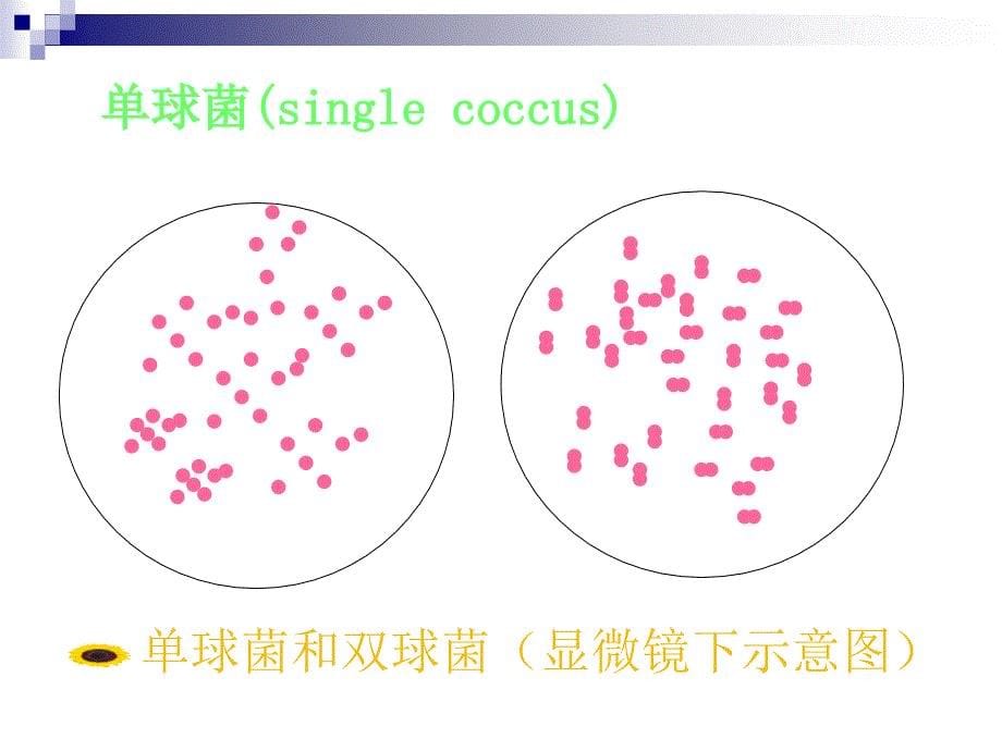 原核微生物形态结构_第5页