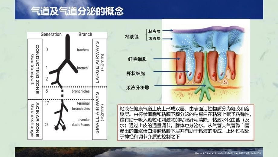 气道粘液高分泌的诊治课件_第5页