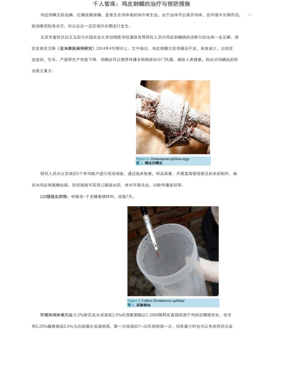 千人智库：鸡皮刺螨的治疗与预防措施_第1页