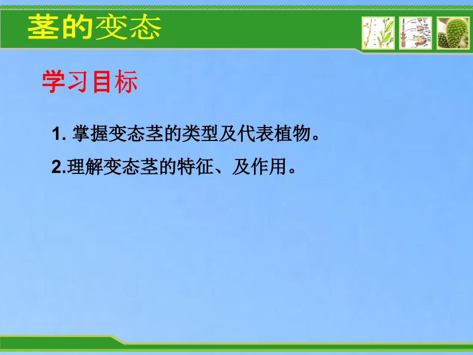 学习内容肉质茎变态茎地下茎地上茎根状茎块茎球茎鳞茎课件_第2页