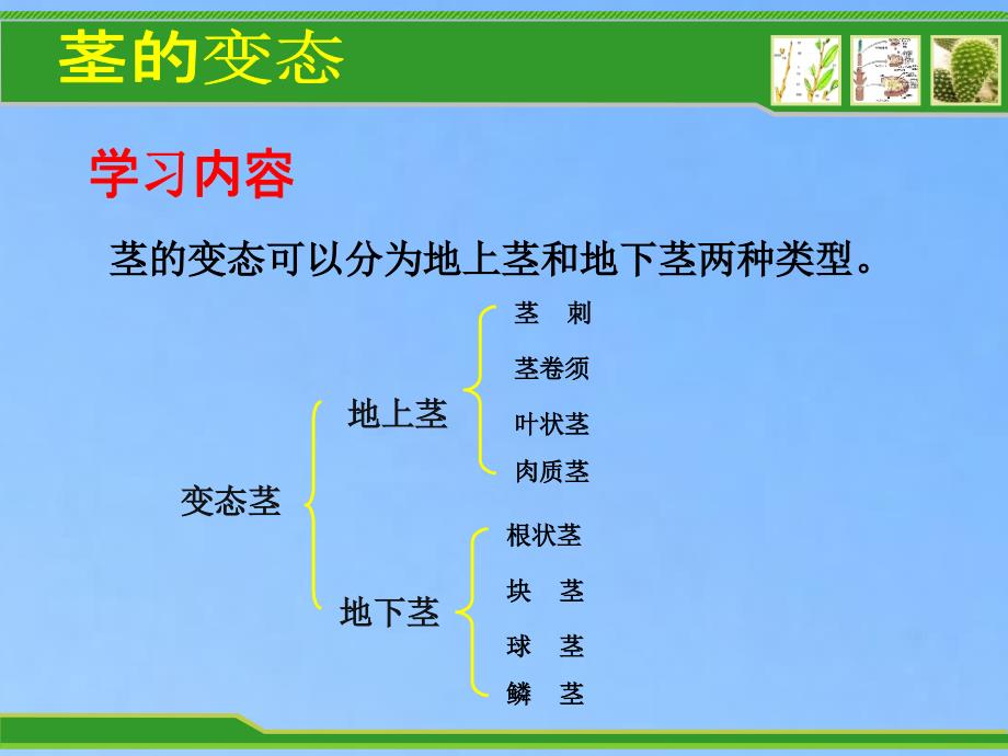 学习内容肉质茎变态茎地下茎地上茎根状茎块茎球茎鳞茎课件_第3页