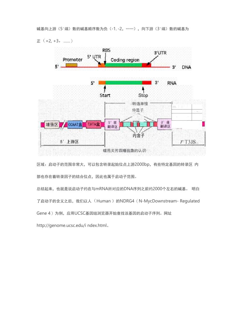 使用UCSC查找基因启动子区域方法_第3页