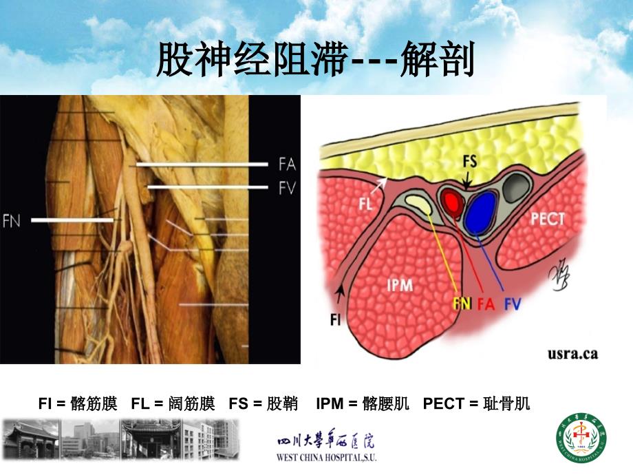 超声引导下股神经和坐骨神经支配_第3页