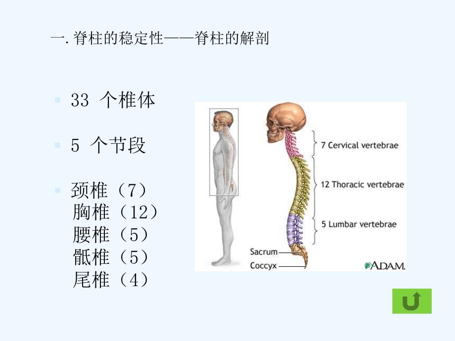 下腰痛的生物力学分析及康复训练ppt课件_第3页