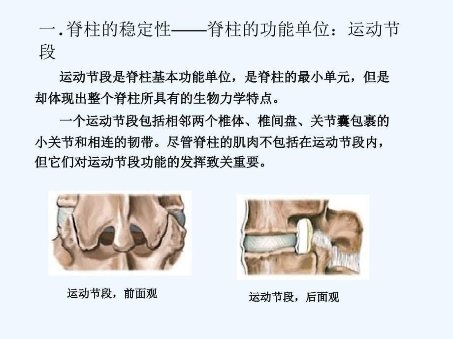 下腰痛的生物力学分析及康复训练ppt课件_第5页