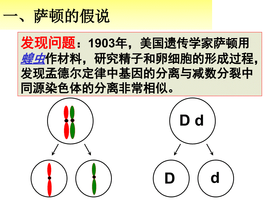 基因在染色体上_第4页