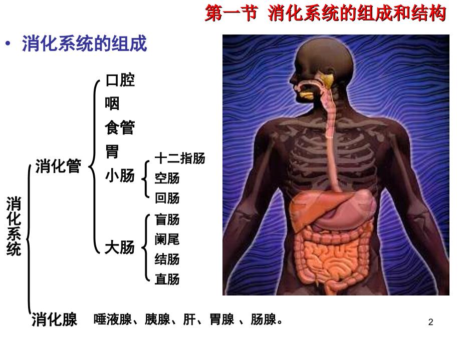 优质课件消化系统结构_第2页