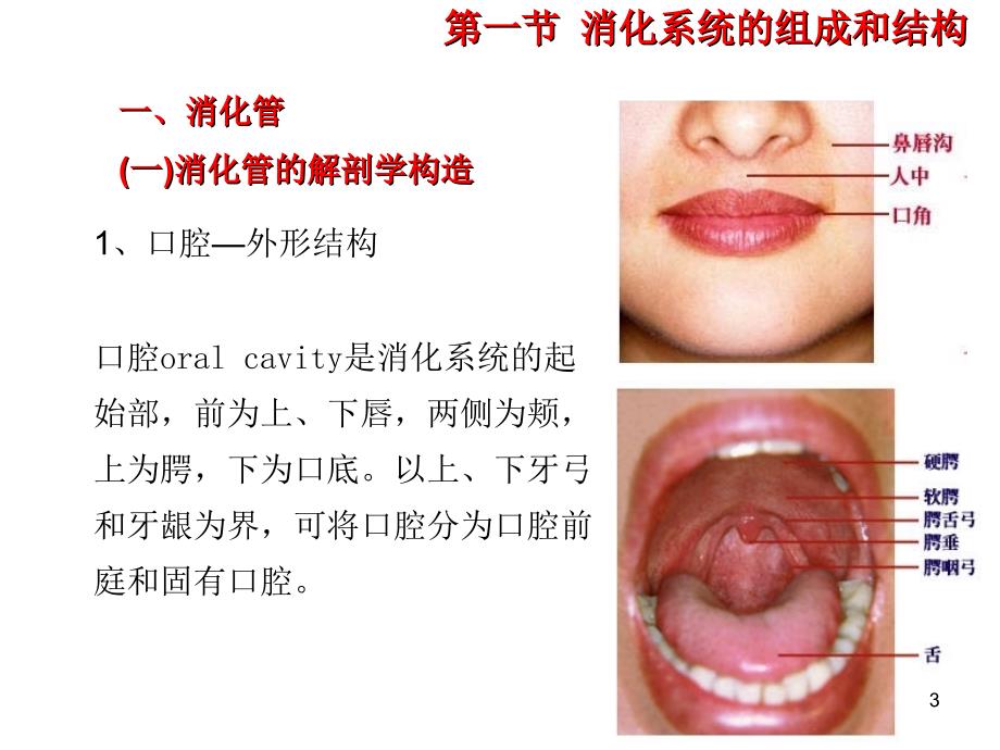 优质课件消化系统结构_第3页