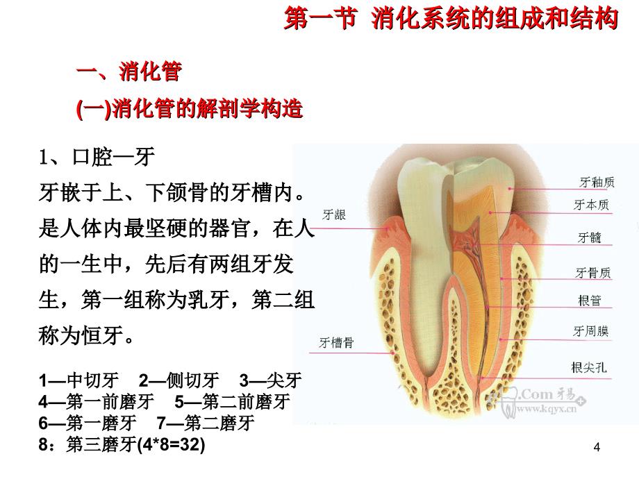 优质课件消化系统结构_第4页