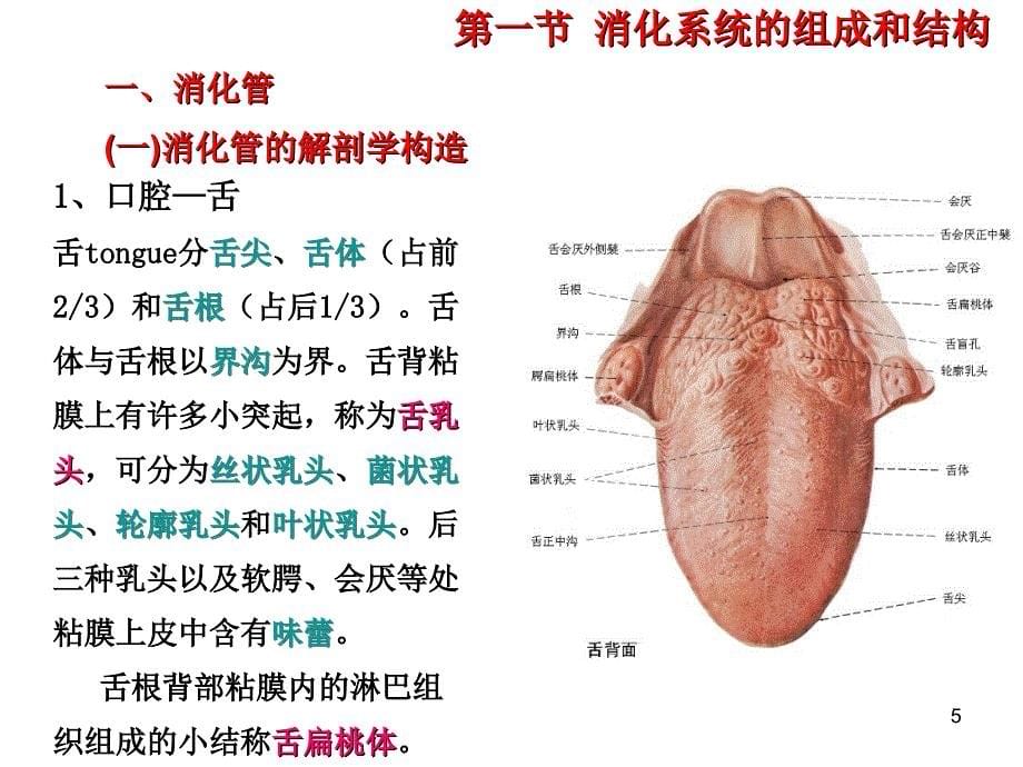 优质课件消化系统结构_第5页