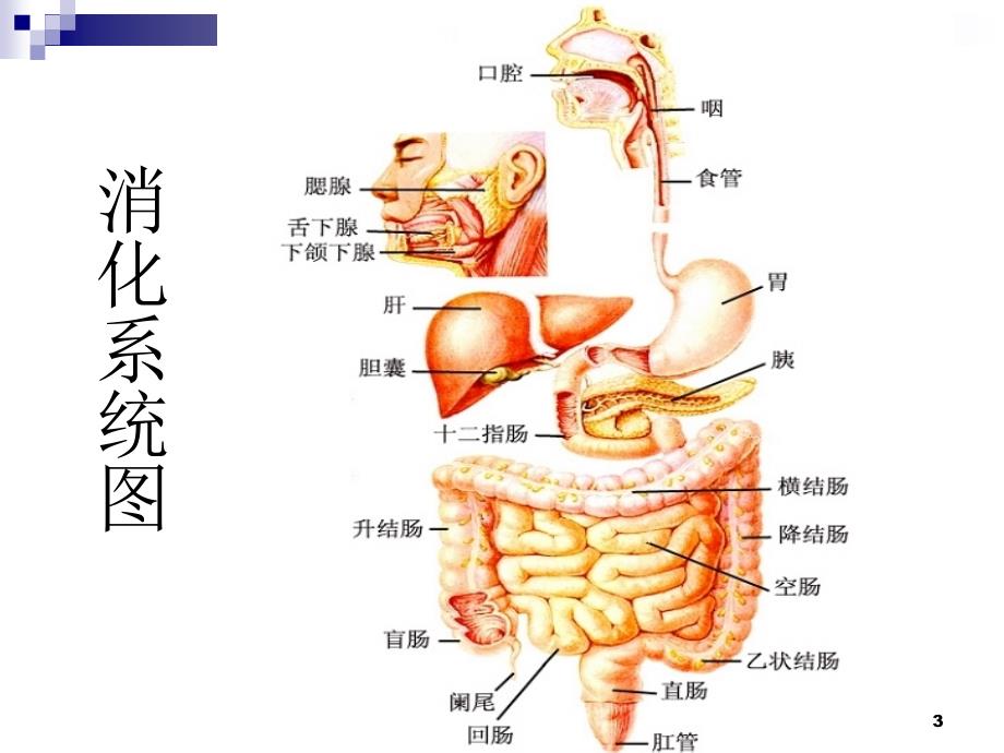 食物的消化与吸收共课时_第3页