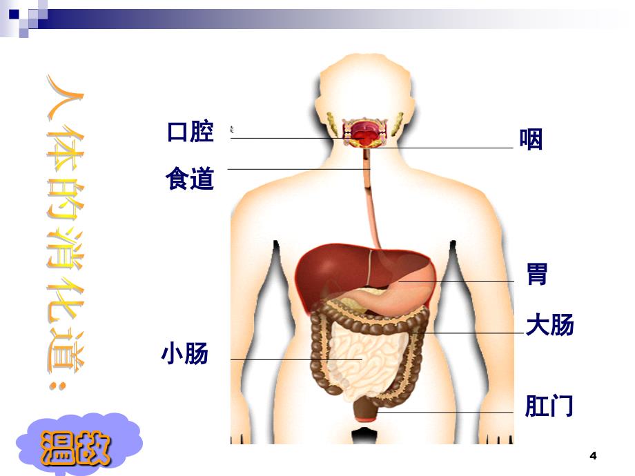 食物的消化与吸收共课时_第4页