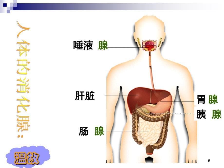 食物的消化与吸收共课时_第5页