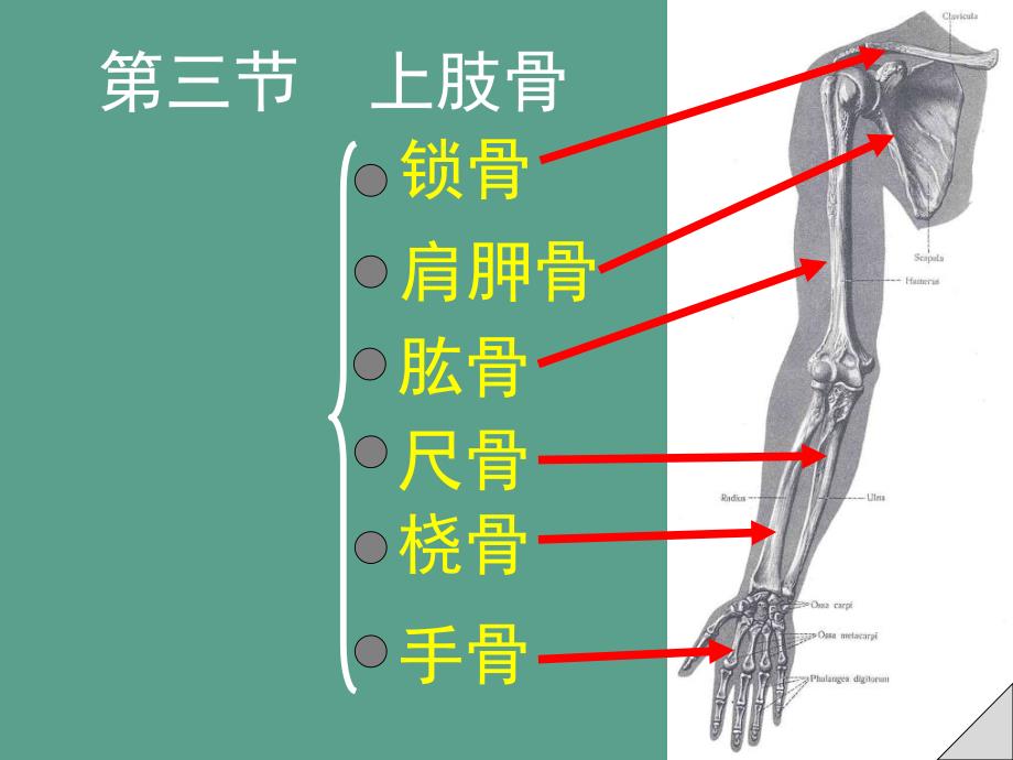 上肢骨及连接ppt课件_第1页