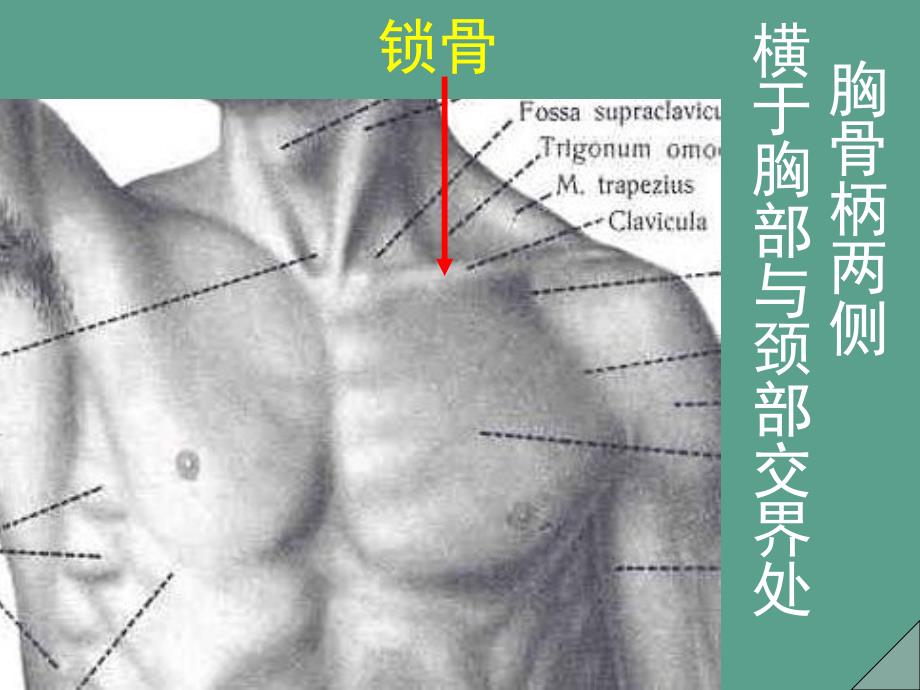 上肢骨及连接ppt课件_第2页