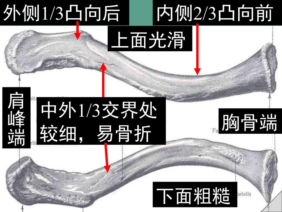 上肢骨及连接ppt课件_第3页