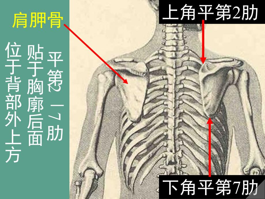 上肢骨及连接ppt课件_第4页