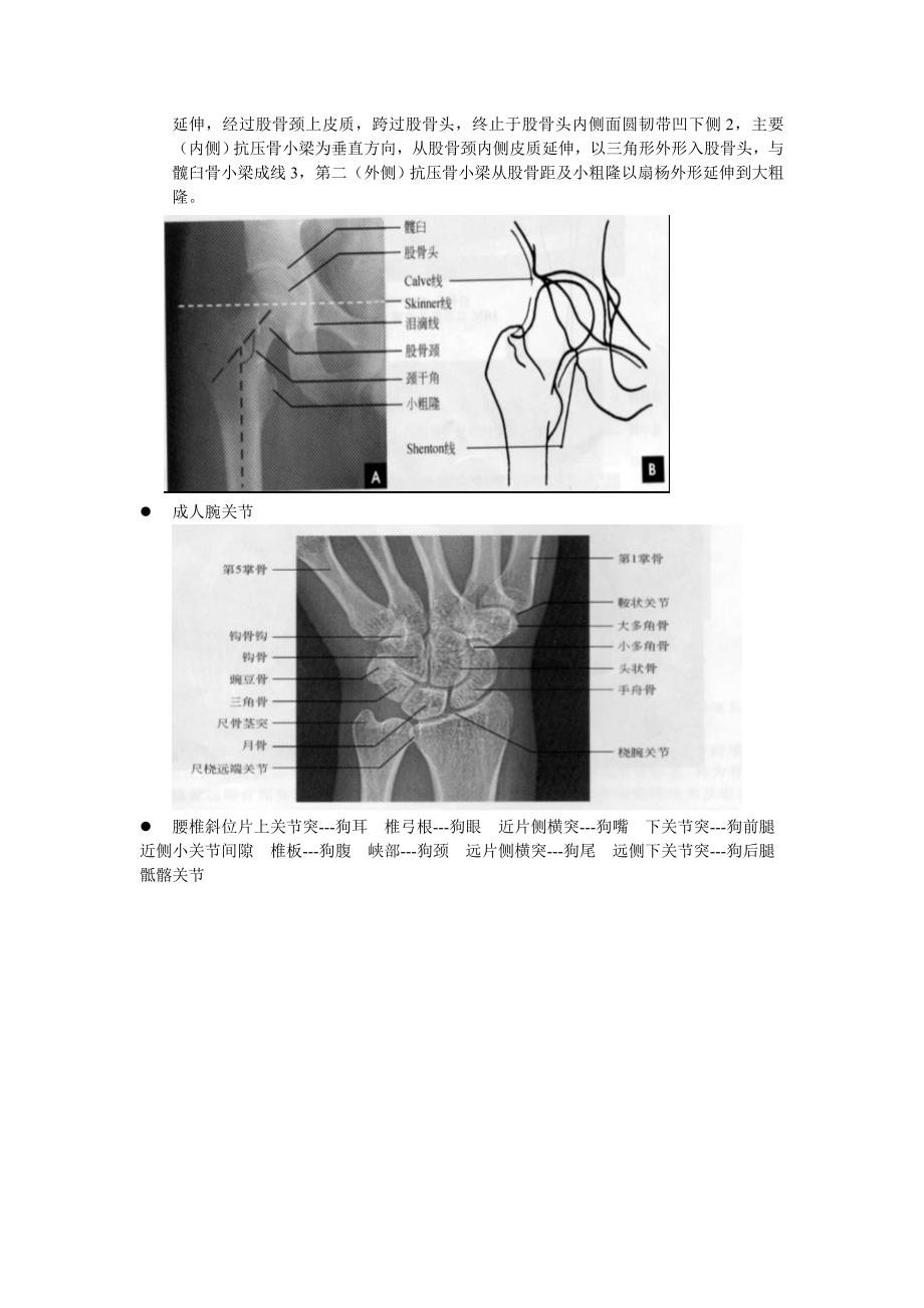 医学影像应用解剖.doc_第3页