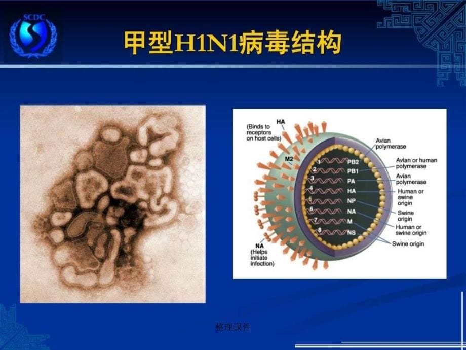 h1n1流感pt演示文稿模板_第5页