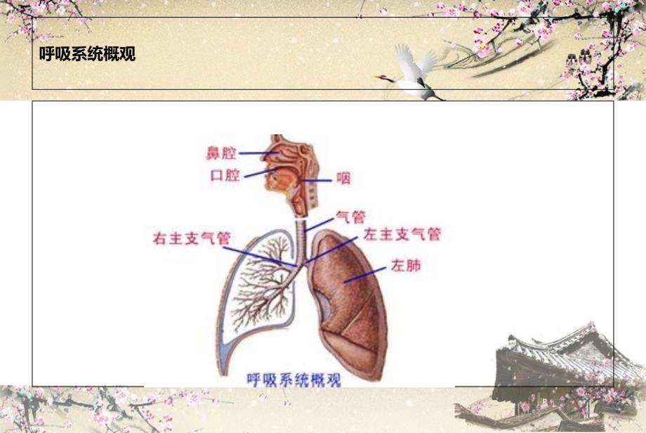 上呼吸道感染(1)_第2页