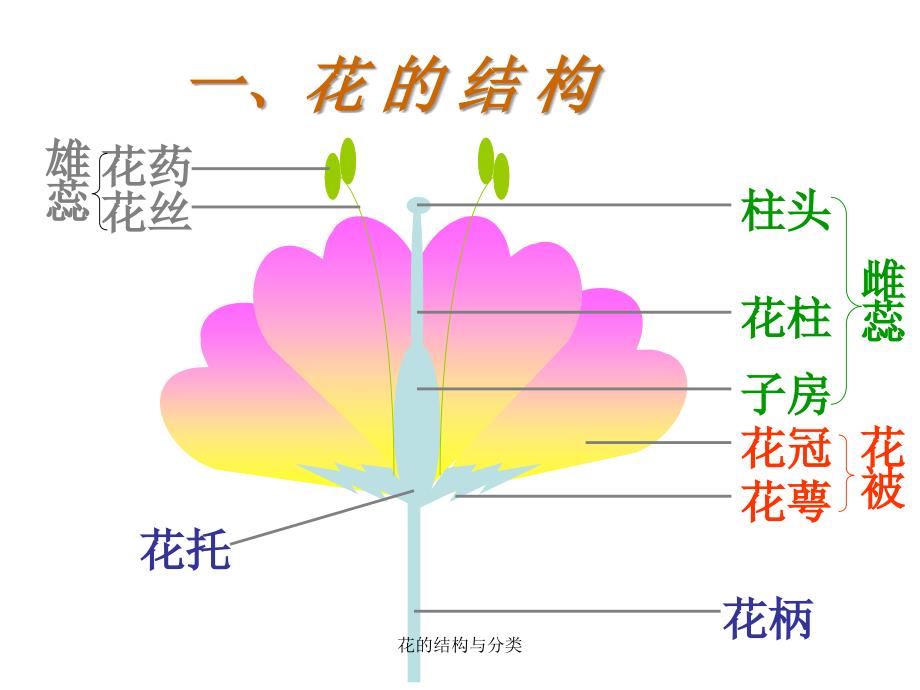 花的结构与分类课件_第2页